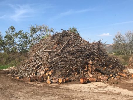 Montón de ramas y troncos apilados en un terreno al aire libre. Césped y árboles al fondo.